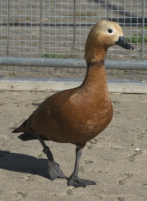 塔科夫靈魂