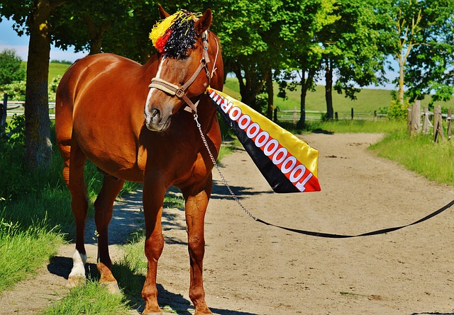 明凯尔特人 明凯尔特人